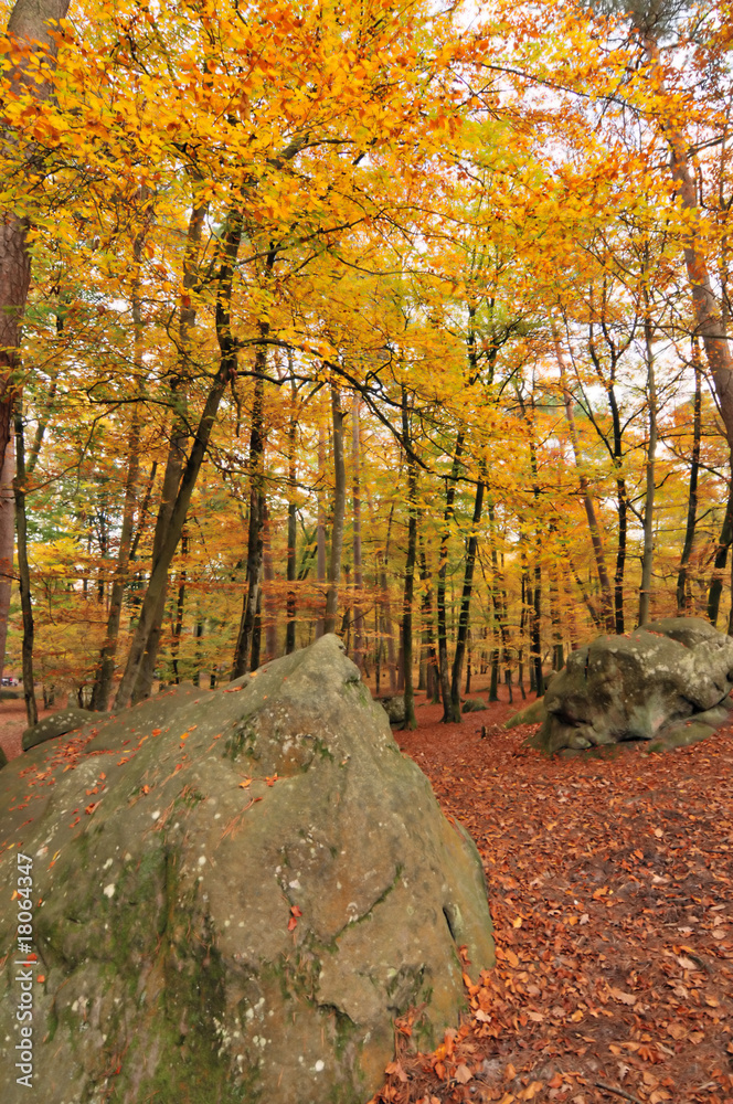 fall in fontainebleau