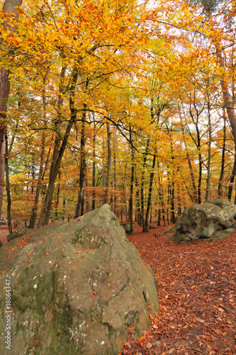 Obraz na płótnie fall in fontainebleau w salonie
