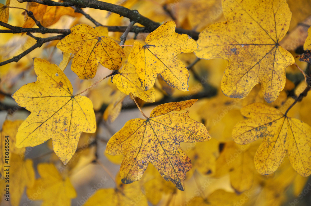 Fototapeta premium Herbstblätter