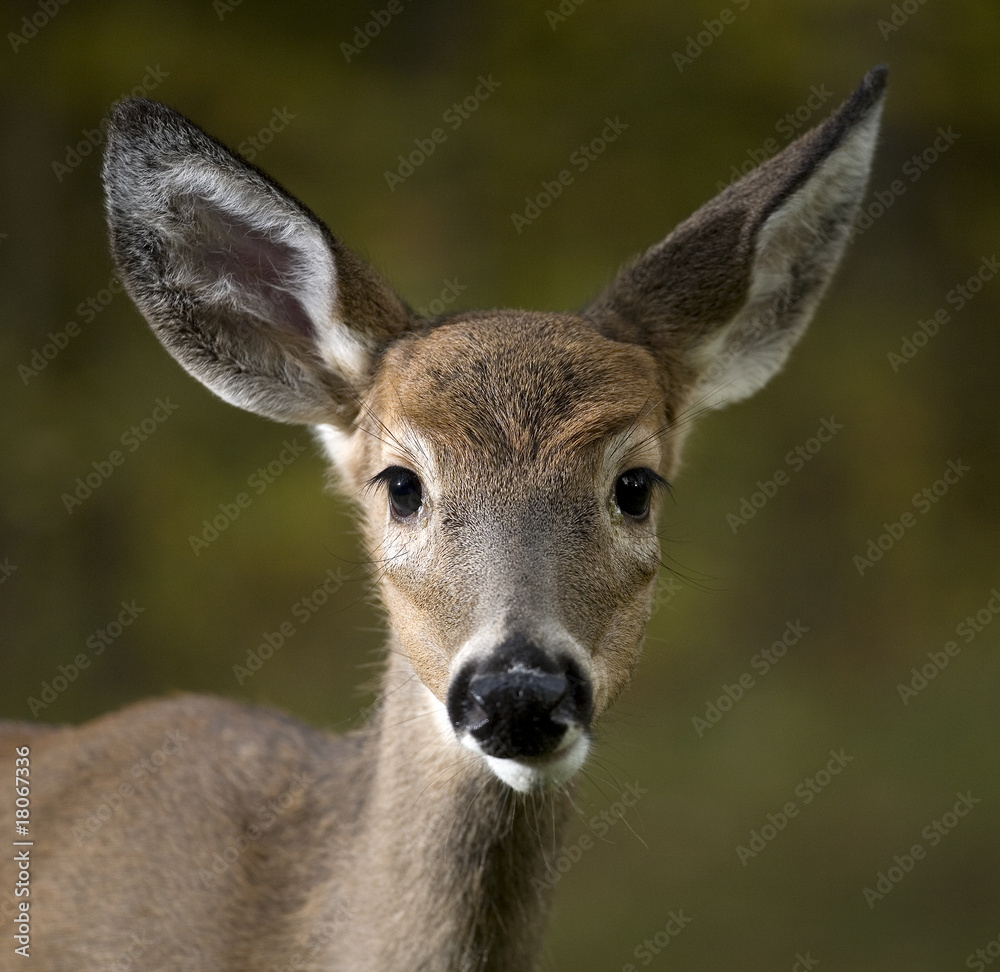 first antlers growing