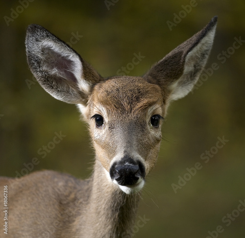 first antlers growing