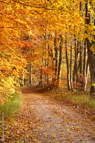 Herbstlicher Waldweg  h 