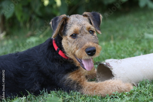 Foto Airedale Terrier-Welpe