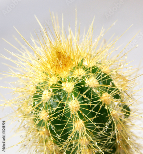 tropical cactus