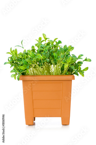 Green saplings growing in the clay pot