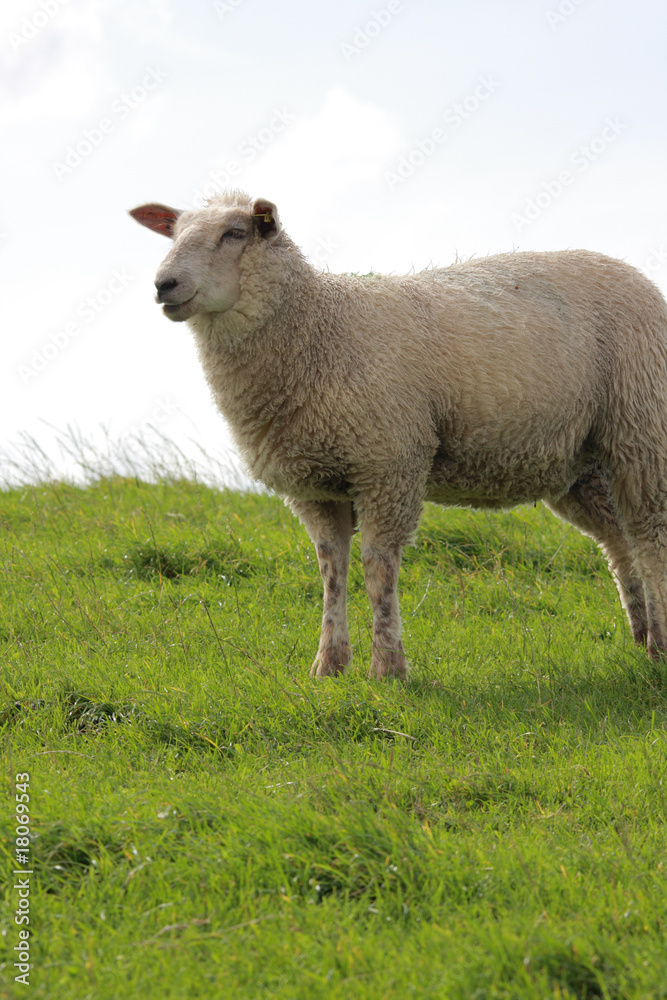 Naklejka premium sheep on pasture