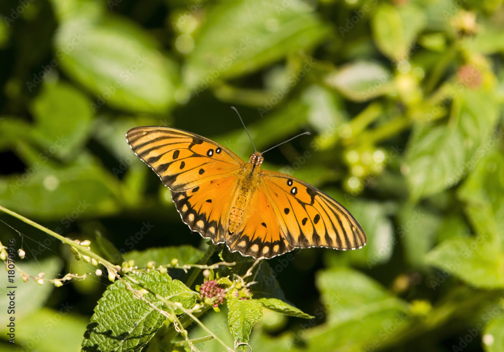Gulf Fritillary Butterfly Sitting on Plant Leaf Gulf Fritillary Butterfly Sitting on Plant Leaf