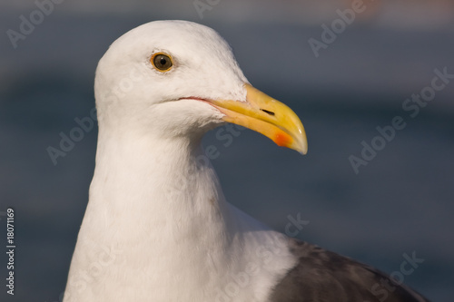 Seagull