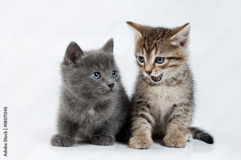 Little Kittens