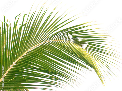 palme cocotier fond blanc