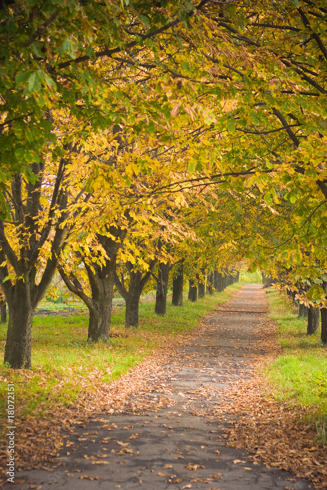 Fototapeta premium Autumn chestnut alley