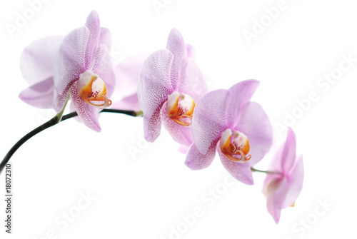 Fototapeta Naklejka Na Ścianę i Meble -  Pink spotted orchids isolated on white background