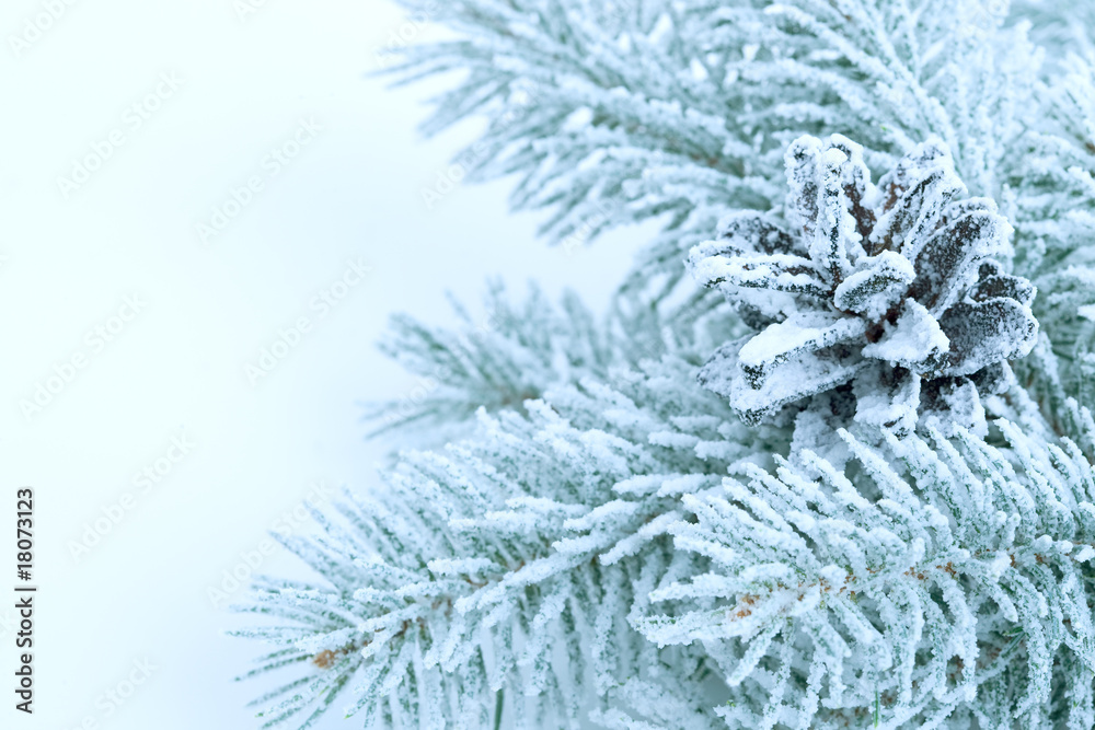 frost on pine, Christmas tree frost on pine, Christmas tree