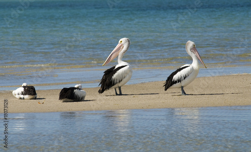 Pelicans on beach