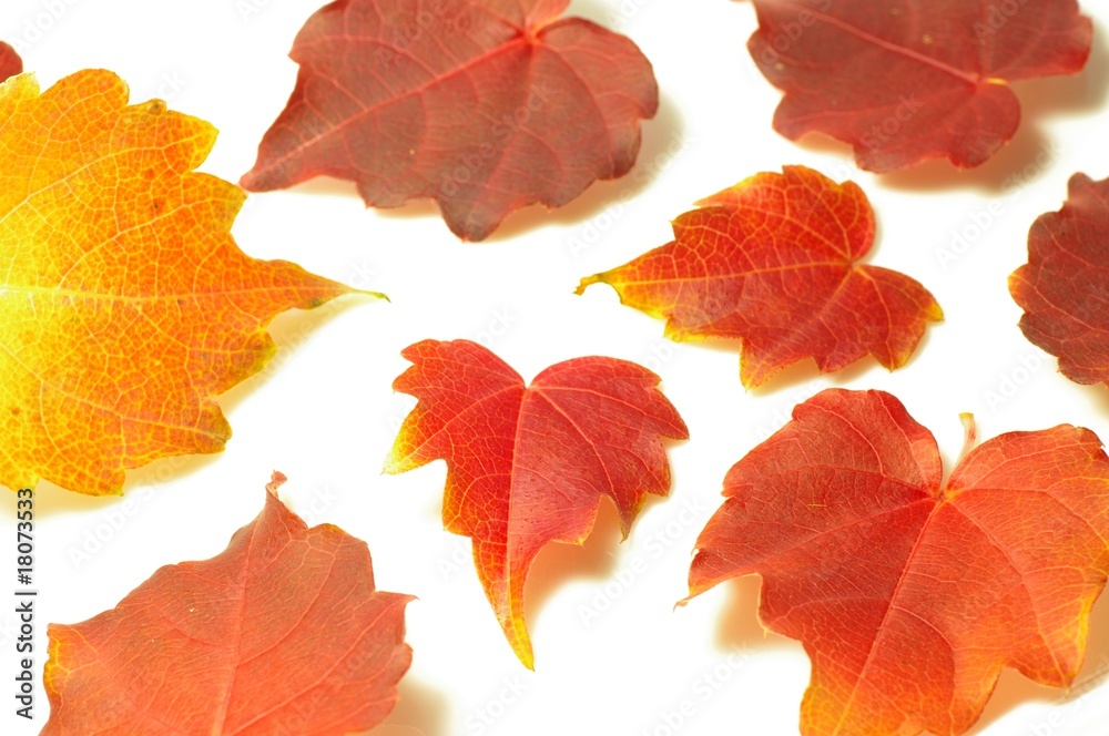 Fototapeta premium 蔦の紅葉