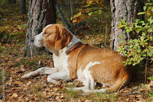 Fotografía Resting dog