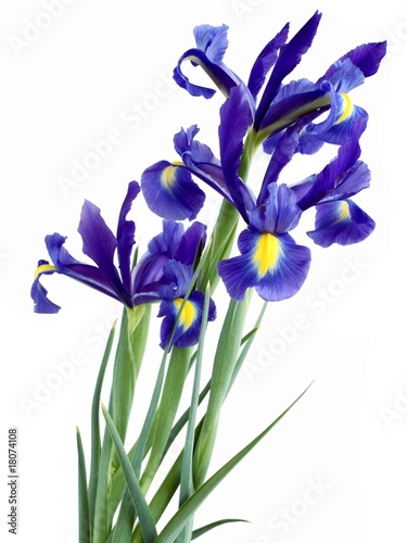 Fototapeta Naklejka Na Ścianę i Meble -  posy of lila irises