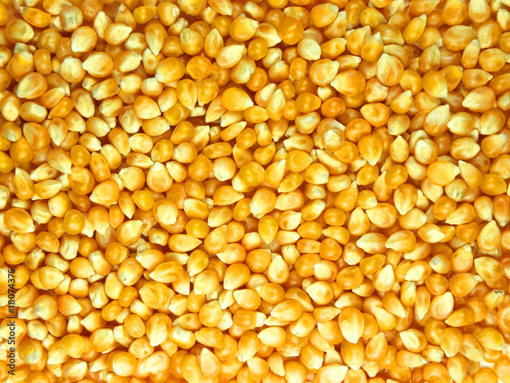 Corn seed abstract background Corn seed abstract background