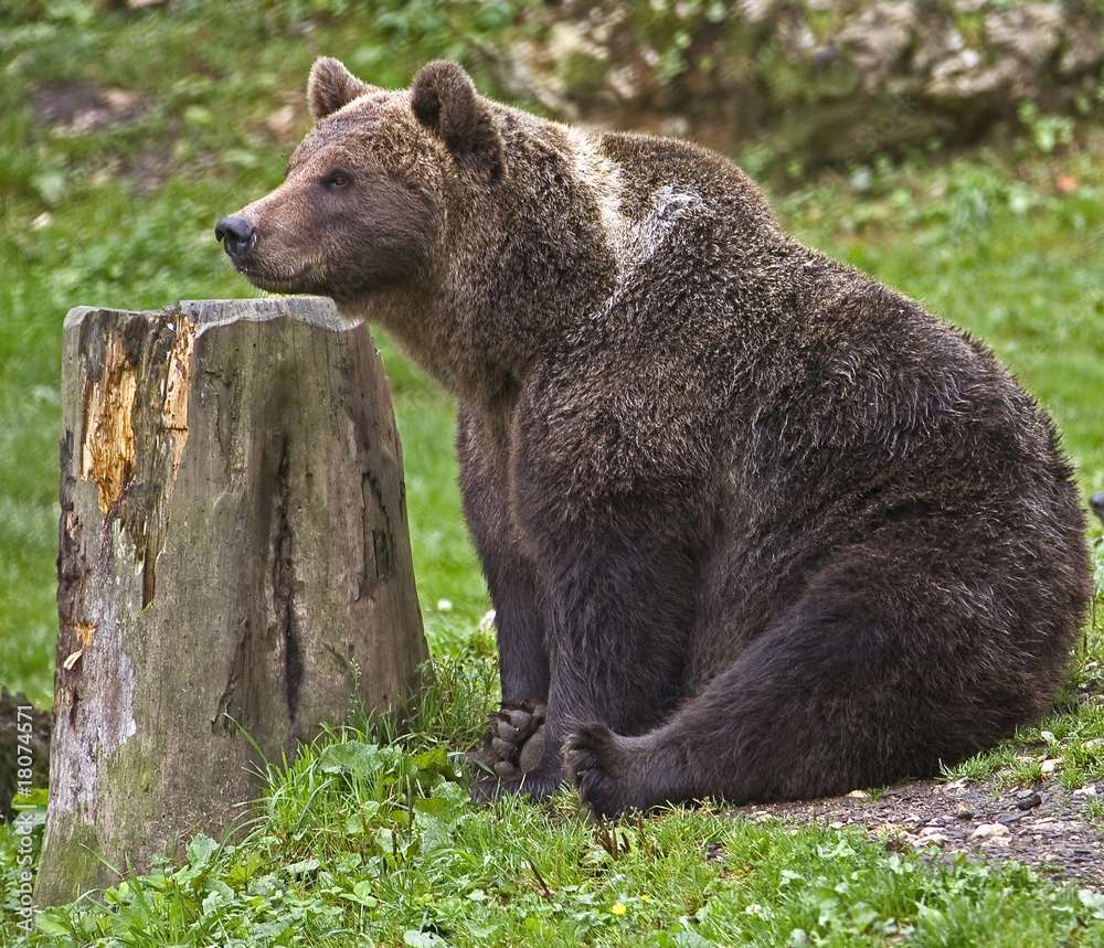 Ours brun 1 Ours brun 1