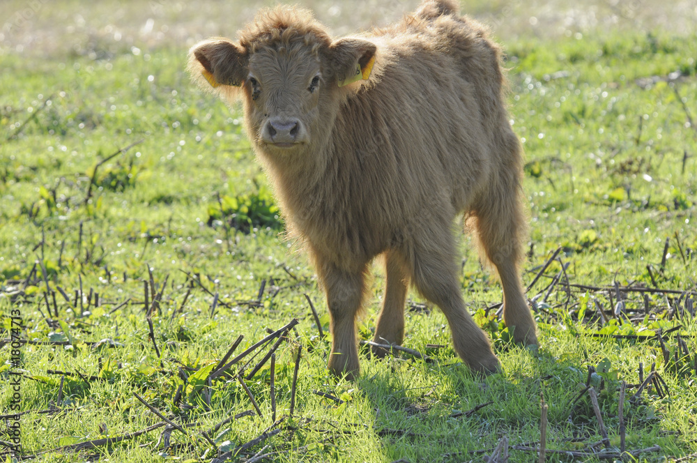 Fototapeta premium Schottisches Hochlandrind (Kalb)