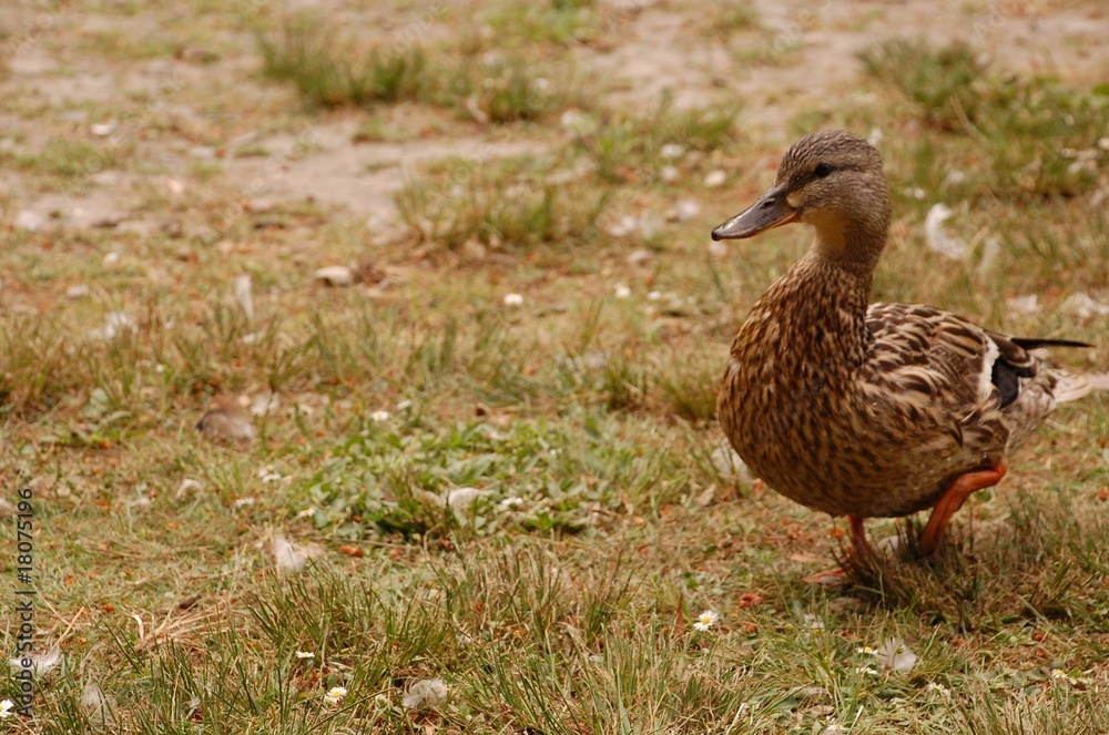 Canard Boiteux Stock Photo Adobe Stock