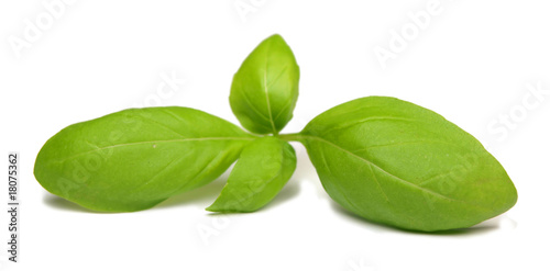 Basil leaf isolated on white