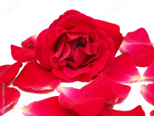 Rose bloom with petals isolated on white