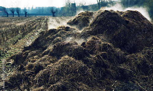 Heap of cow-dung in Piedmont photo