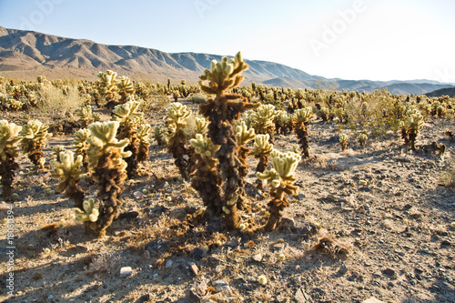 Schöner Cholla Kaktus Garten im Joshua Tree National Park photo