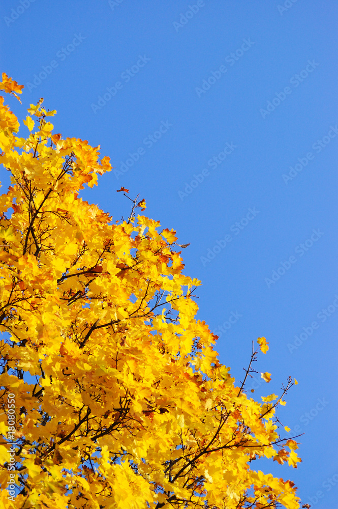 Fototapeta premium Maple tree leafs in warm autumn colors