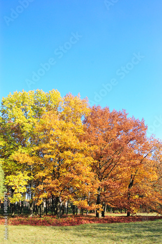 Trees in a park in autumn colors and blue sky