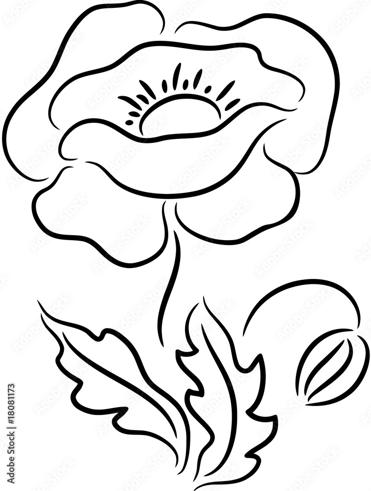 Poppy Flower Poppy Flower