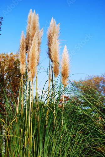 Foto Piume vegetali