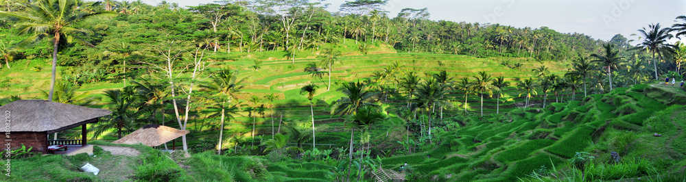 rizière - Bali