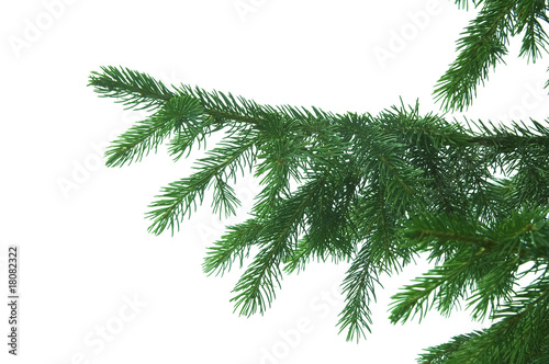 fir-tree  spruce isolated