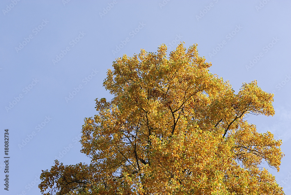 Fototapeta premium herbstbaum 3