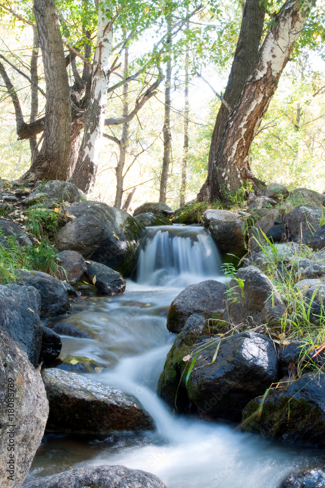 Fototapeta premium Brook in the forest