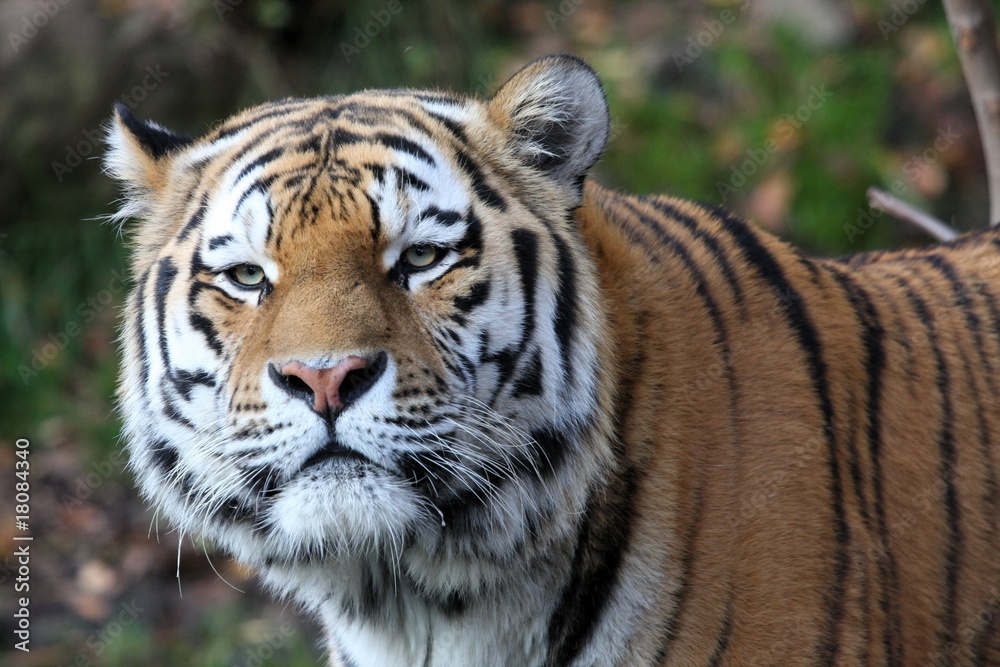 Amurtiger Amurtiger