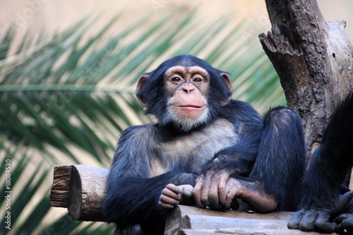 Canvastavla Schimpanse