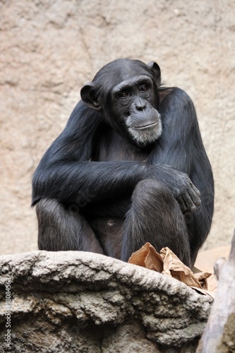 Schimpanse © Marcel Schauer
