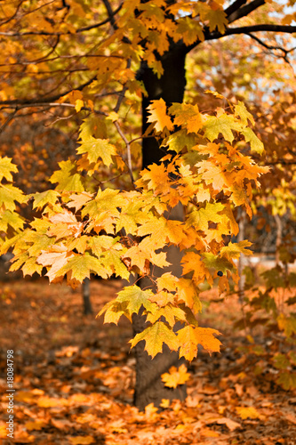 autumn tree in the park