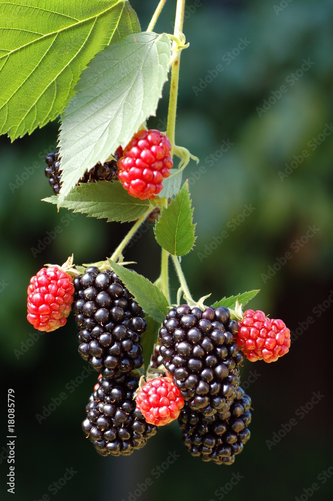 Blackberries on the bush - obrazy, fototapety, plakaty 