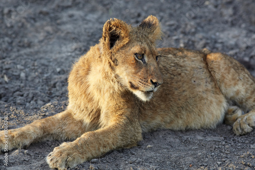 Lions at rest