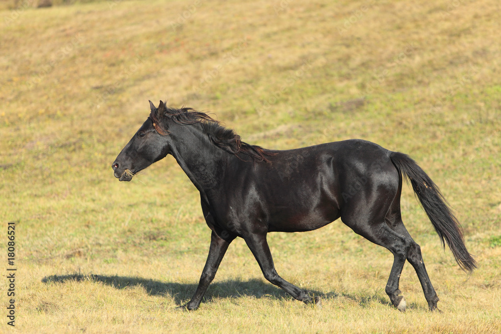 Horse Horse