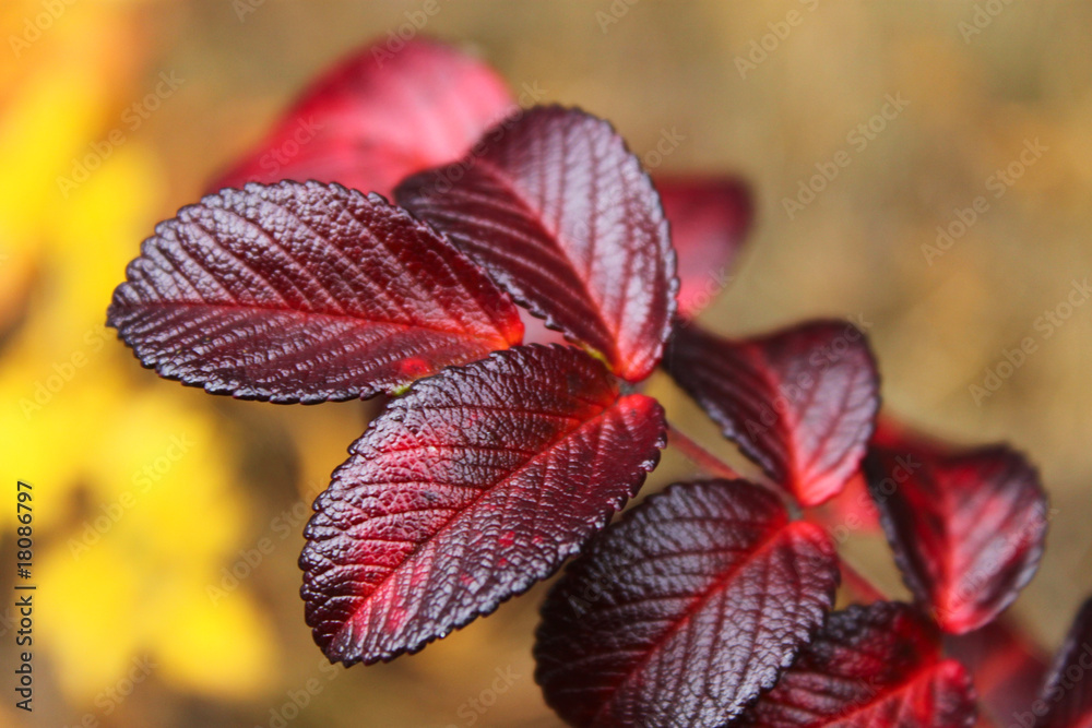 Wild rose autumn leaves Wild rose autumn leaves