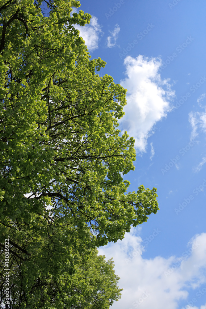 Fototapeta premium Baum und Wolken
