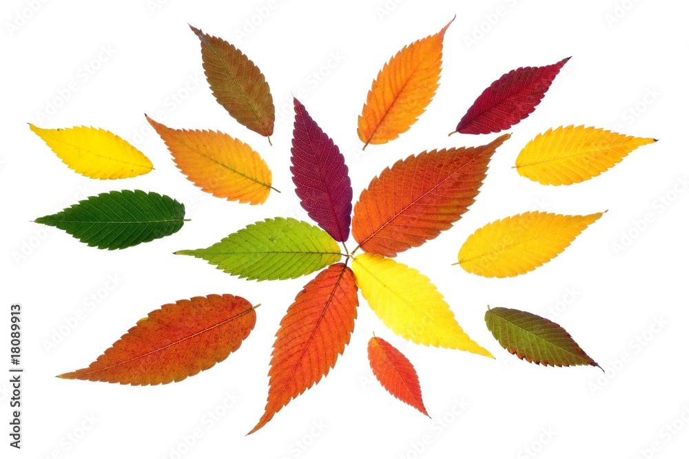 colorful autumn leaves colorful autumn leaves
