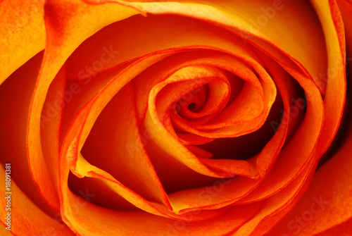 Orange rose