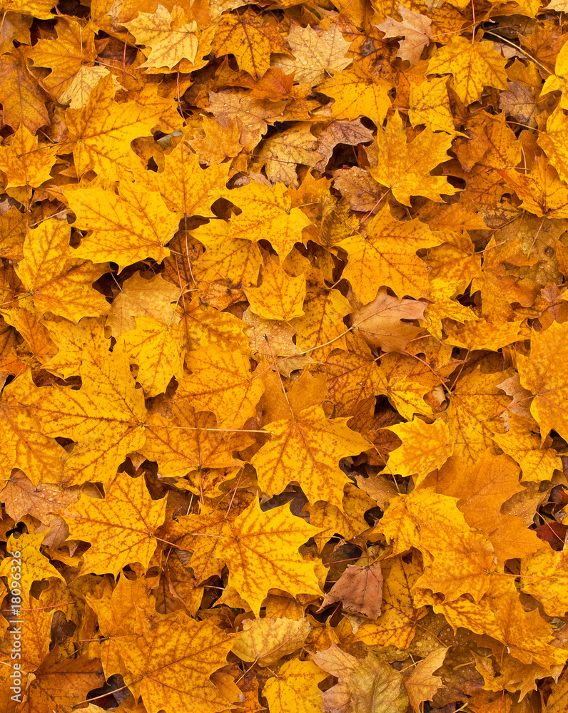 Obraz premium Colored fall leaves on the ground