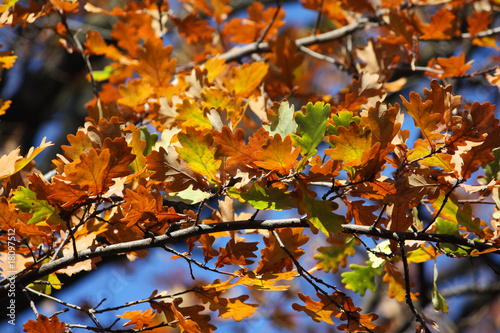 Colored oak leafs on a tree